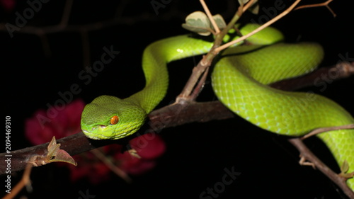 green snake
