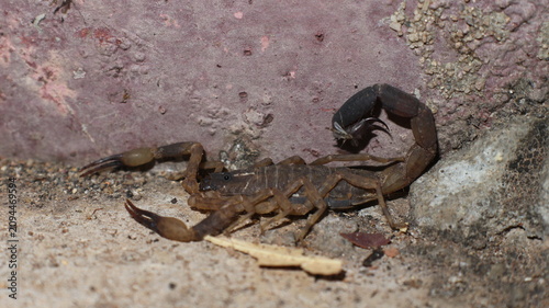 tree scorpion