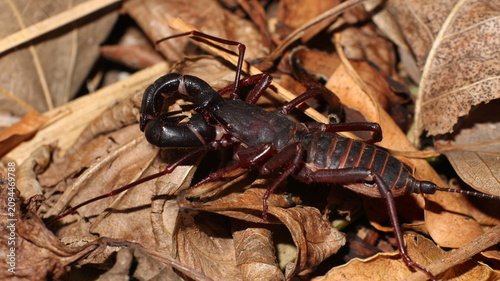 vinegar scorpion