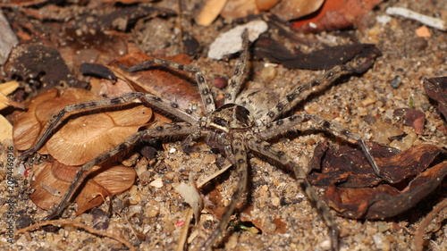 Heteropoda venatoria