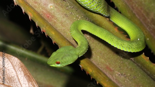 snake in the grass