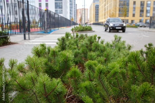 Bild auf Leinwand Pine shrubs planted in urban flowerbed near modern residential building with par