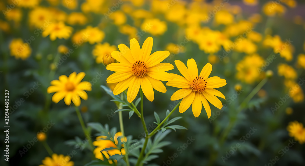 Fototapeta premium Vibrant Yellow Flowers Blooming in a Sunny Summer Garden Meadow