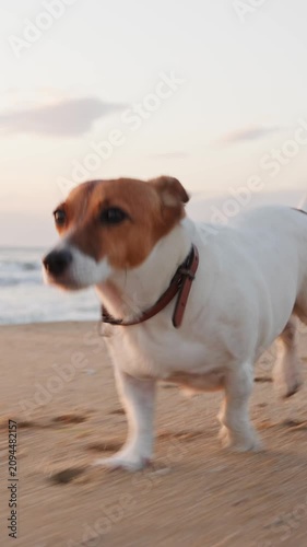 Active Jack Russell Terrier dog running fast on sandy beach at sunrise vertical smartphone video orientation close-up playful pet exercising near sea waves tracking shot.