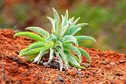 Madeira Sea Stock (Matthiola Maderensis) Growing on a Dry Rocky Hillside in Sunshine.
