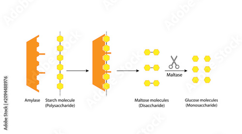 фотографія Carbohydrates Digestion