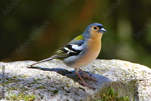 Common Chaffinch Perched on a Rock in a Forest in Madeira.