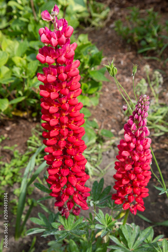 Red garden lupin (Lupinus polyphyllus) blooming in a garden