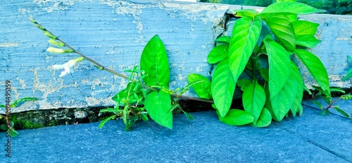Foto Green plants growing through a crack in concrete pavement