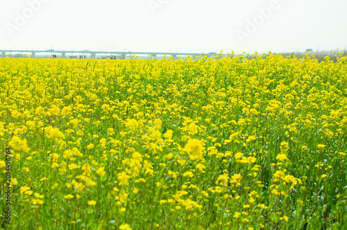 Canvas Print field of rape