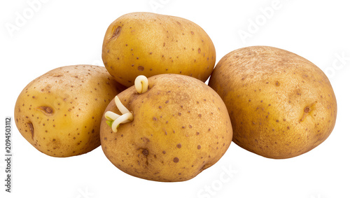 Valokuva Isolated group of fresh raw potatoes with one sprouting tuber, healthy organic v