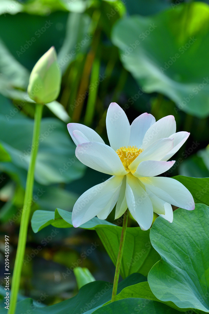 Fototapeta premium 瓢箪池の蓮