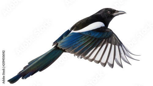 Photos Isolated majestic magpie bird in graceful flight, wings extended showing colorfu