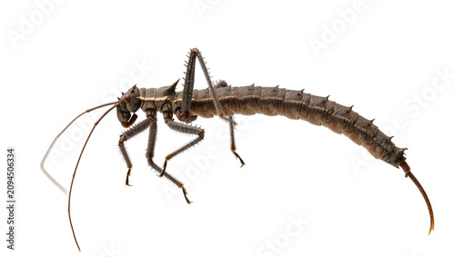 Cuadro en lienzo Isolated exotic spiny stick insect, a fascinating creature with unique protectiv