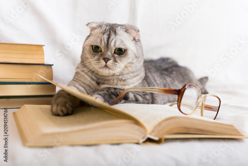 Curious young cat flipping through pages of open book