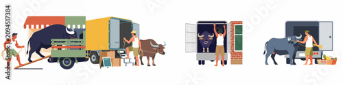 Quadro su tela Flat vector illustrations of farmers loading and unloading water buffaloes from transport trucks in different rural market and farm scenarios
