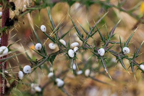 Branch of a prickly plant with sharp spines and numerous Mediterranean snail for natural background. Theba pisana or White garden snail, Mediterranean coastal snail