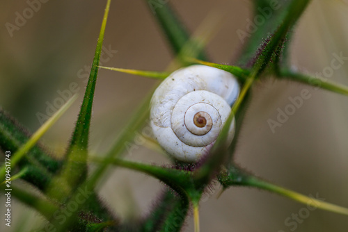 Close-up of white garden snail on thorny plant with sharp spines. Theba pisana or White garden snail, Mediterranean coastal snail. Selective focus.