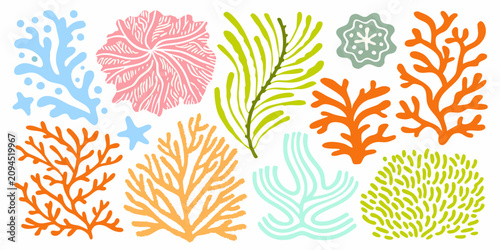 Fotografie Colorful Coral Reef Designs A Vector Illustration On White Background