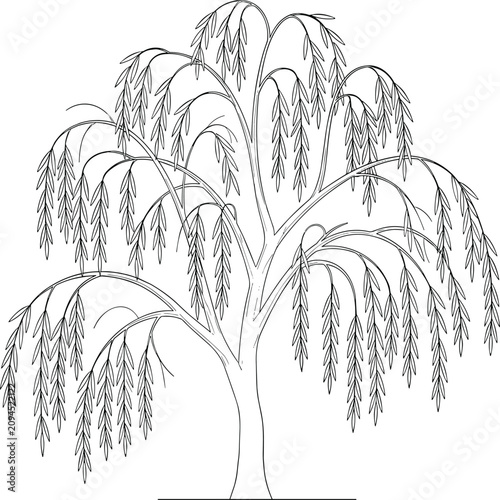 Obraz na plátně Technical line art illustration of a weeping willow tree for landscape architect