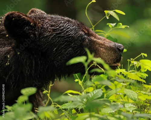 Photography Adorable Black Bear Eating Greens