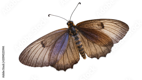 Isolated macro shot of a brown butterfly with delicate iridescent wings, detailed insect.