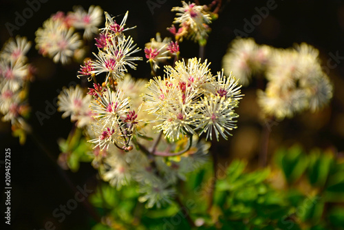 Obraz na plátně Rutewka orlikolistna (Thalictrum aquilegiifolium), kwitnąca rutewka na ciemnym t