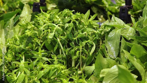 Close up of fresh green herbs sprayed with water in supermarket produce section. Natural leafy vegetables, grocery freshness, healthy food display and organic retail concept