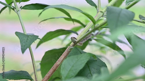 草陰からこちらをじっと見つめるアオダイショウの子供