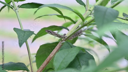 植物の茎に登りカメラに顔を向けるアオダイショウの幼蛇