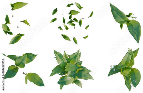 Bild auf Leinwand Set of  Convallaria majalis tree plan, top view, cutout, transparent background,