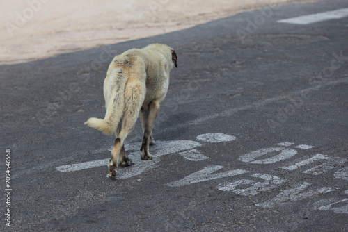 A stray dog crosses the road along a 'Pedestrians First' road marking written in Turkish. Translation from Turkish: Pedestrian first