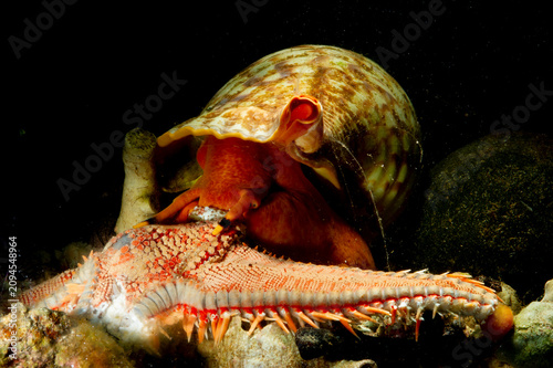 Triton´s Horn, Trumpet Shell, Atlantic triton (Charonia lampas - Charonia variegata) chasing a starfish (Astropecten aranciacus) Argentiera. Sardinia, Italy, mediterranean sea 