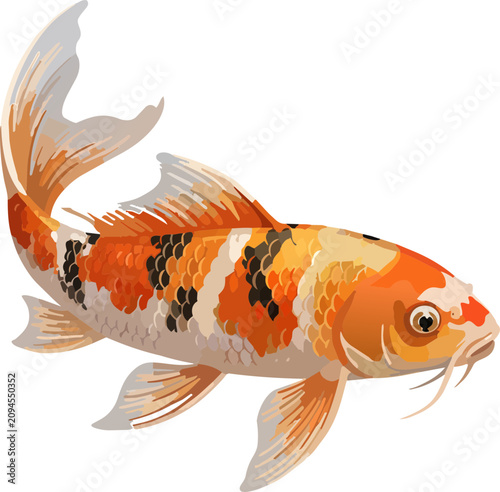 koi fish