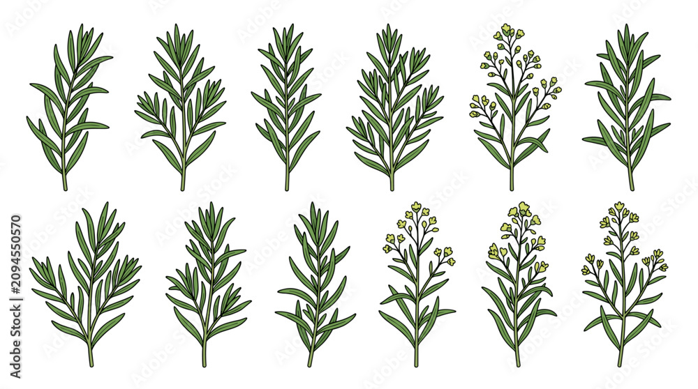 Fototapeta premium Premium Tarragon Botanical Collection Isolated on White Background