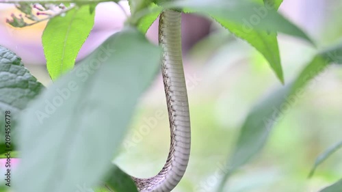 植物を登るアオダイショウのお腹と腹板の動き