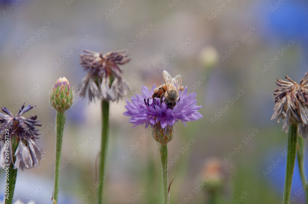 Obraz premium bee on a flower