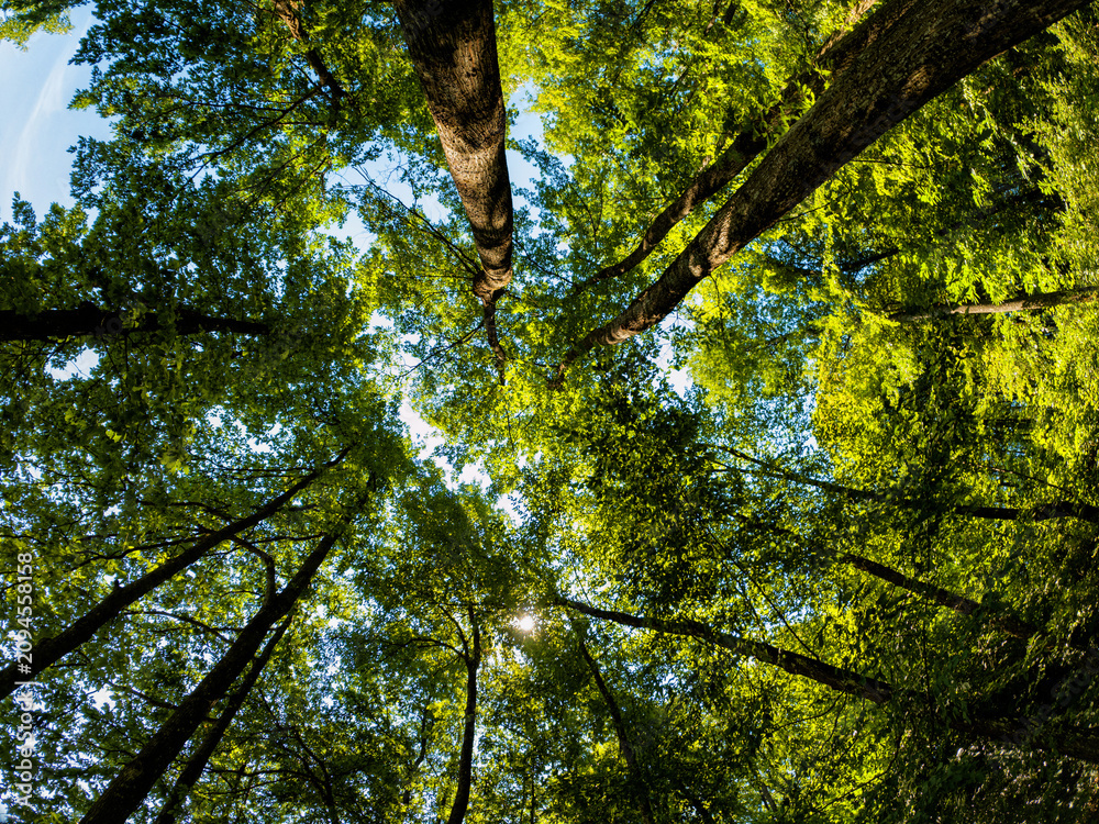 Fototapeta premium Foresta di Cerro in estate