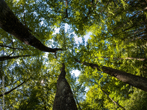 Foresta di Cerro in estate