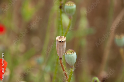 Bild auf Leinwand poppy seed pod