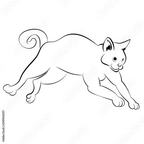 Foto Chat saute 2
