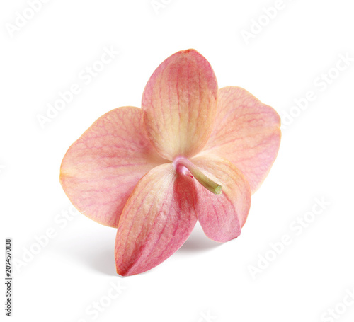 Single pink orchid flower w...