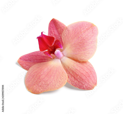Single pink and red orchid ...