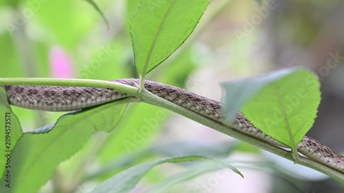 植物の上を移動するアオダイショウのお腹のアップ