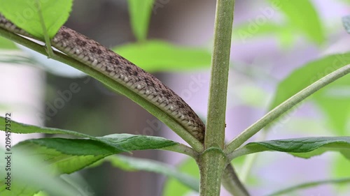 植物の上を移動するアオダイショウのお腹のアップ