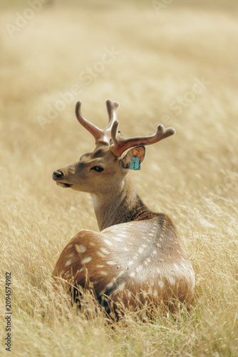 Cute sika deer with small velvet antlers resting in golden field