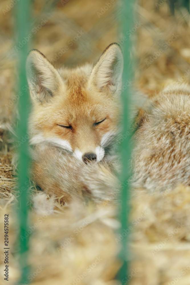 Fototapeta premium Close up of cute red fox sleeping peacefully in cage