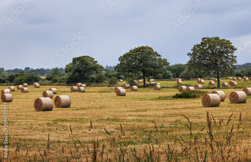  Fields of hay bales waiting to be collected and taken into the barn