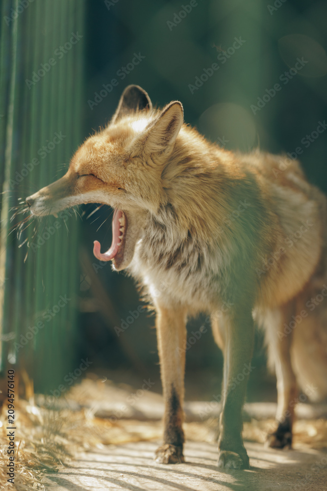 Fototapeta premium Close up profile view of cute red fox yawning in cage