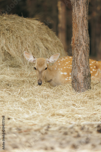Young spotted deer resting on dry straw behind a tree trunk